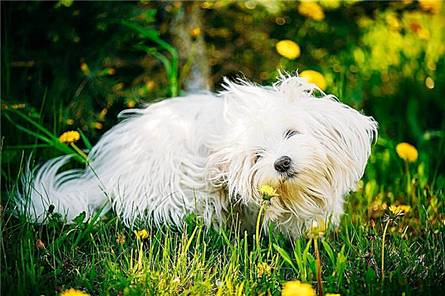 Mascotas y alérgenos de plantas: aprenda sobre las plantas que causan alergias en mascotas