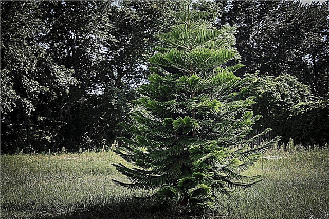 Noble Fir Information: Zorg voor Noble Firs In Landscapes