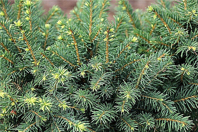 White Spruce 정보 : White Spruce Tree 사용 및 관리에 대해 학습