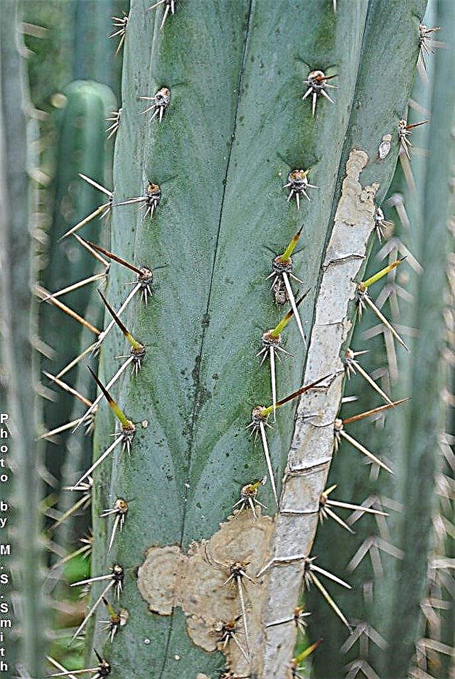 Cactus Sunburn Treatment: Cómo salvar una planta de cactus quemada por el sol