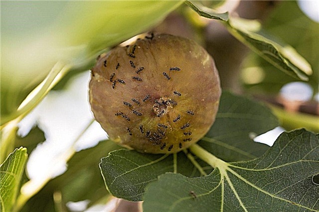 Уобичајене штеточине стабала смокве - Шта учинити са штеточинама на смоквама