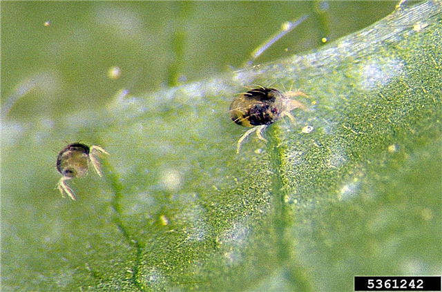 Čo sú pavúkovité roztoče s dvoma bodkami - poškodenie a kontrola roztočov s dvoma bodkami