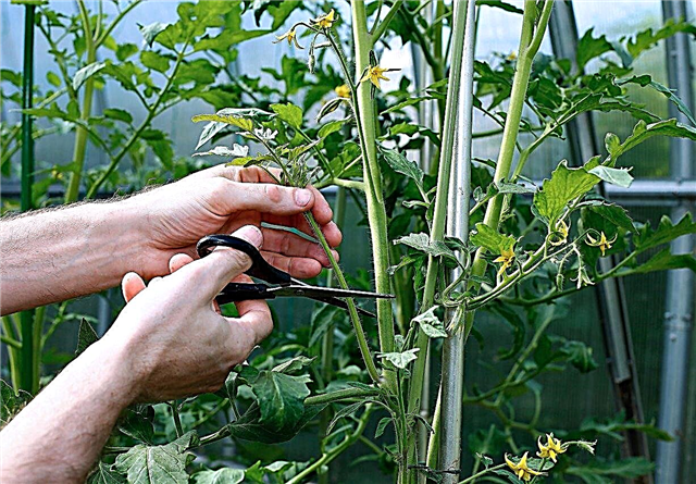 Prerezávanie rastlín rajčiaka - tipy na odstraňovanie listov rastlín rajčiaka