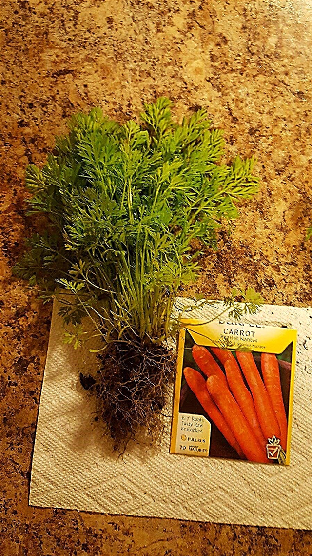 Mis zanahorias no se desarrollan: solución de problemas de crecimiento de zanahorias