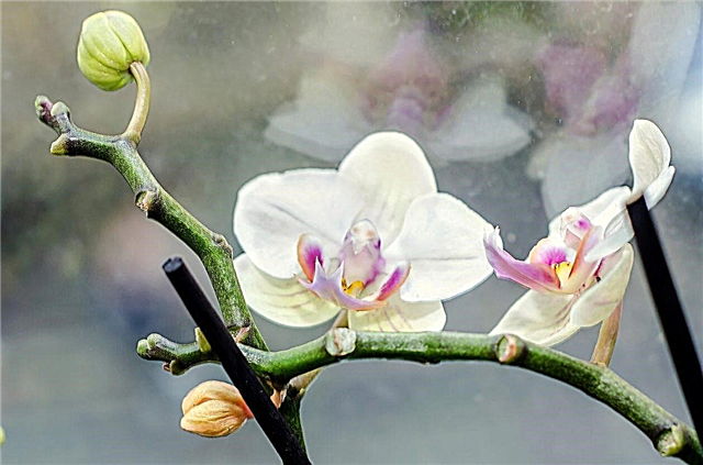 開花後のPhal Orchid Care –開花後の胡蝶蘭の世話