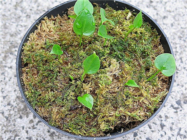 Anthuriums reproducteurs de semences: en savoir plus sur la plantation de graines d'anthurium