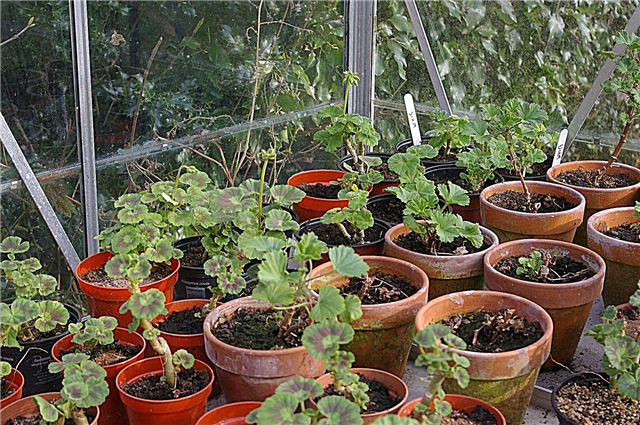 Enraizamento de estacas de pelargonium: cultivo de gerânios perfumados a partir de estacas