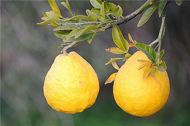 Informationen zu süßen Zitronen: Tipps zum Anbau von süßen Zitronenpflanzen