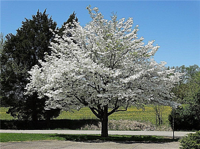 Wat is een specimenboom - Informatie over het planten van een specimenboom