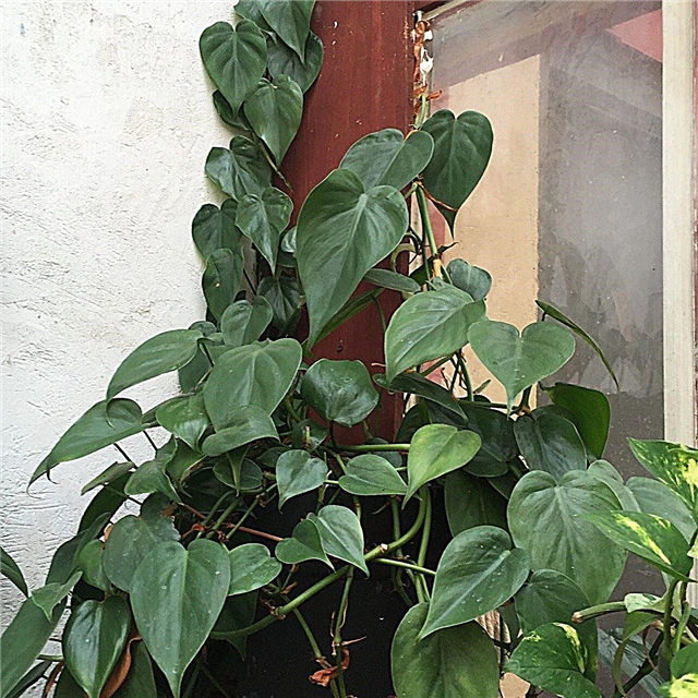 Kun je Philodendrons verminderen: tips voor het snoeien van een Philodendron-plant