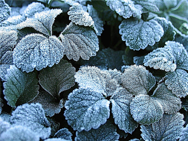 Erdbeerpflanzen und Frost: Wie schützen Sie Erdbeerpflanzen bei Kälte?