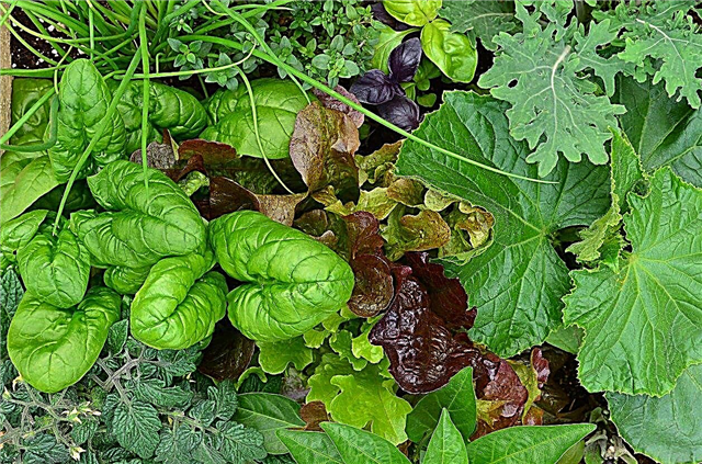 Κηπουρική λαχανικών ζώνης 3: Πότε να φυτέψετε λαχανικά σε περιοχές της ζώνης 3