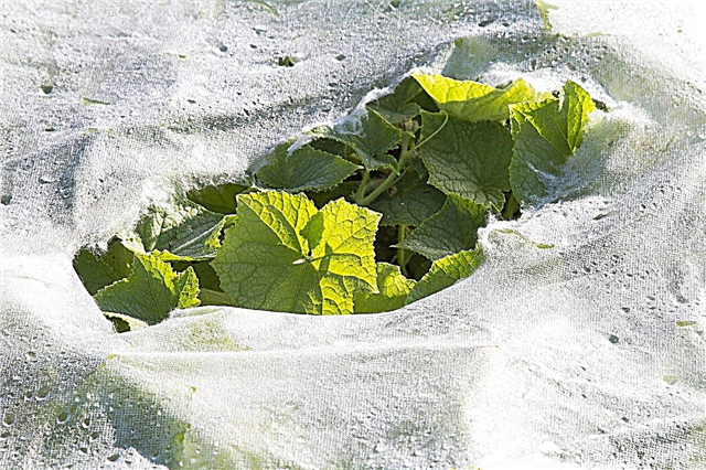 Salatalık Bitki Hasarı: Salatalık Bitkilerini Bahçede Korumaya İlişkin İpuçları