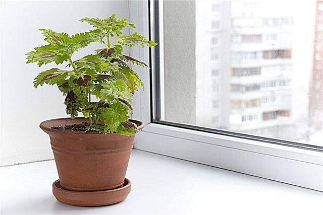 Indoor Coleus Care: Wie man eine Coleus Zimmerpflanze züchtet