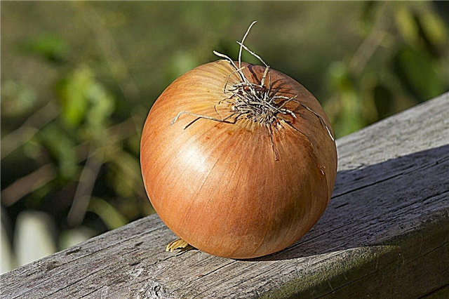 What Are Sweet Onions - Pelajari Tentang Tumbuhan Bawang Manis