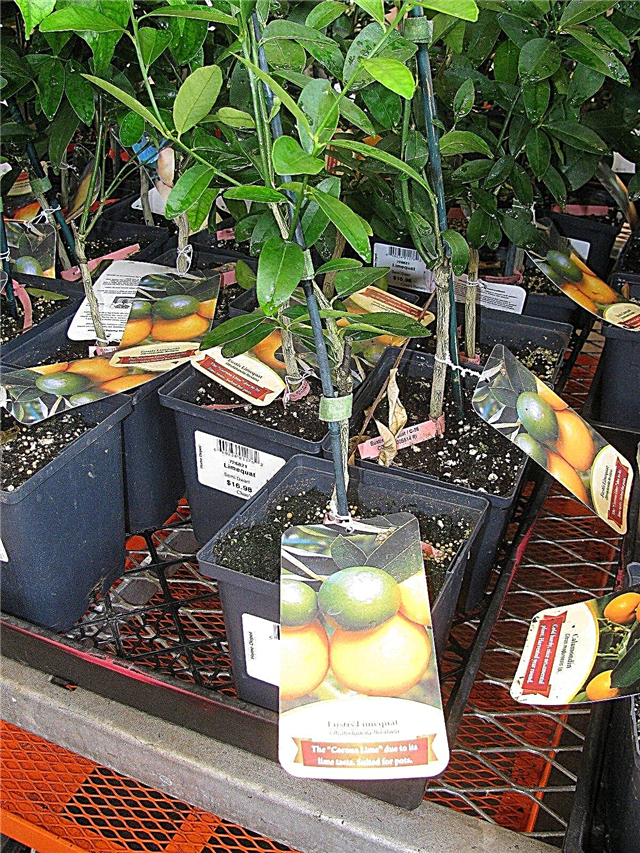 Informacija apie „Limequat“: Sužinokite, kaip prižiūrėti „Limequat“ medžius