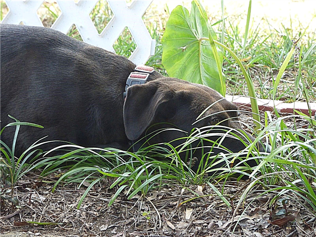 犬から植物を守る：庭の植物から犬を遠ざける