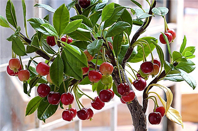 Cerisiers en pot: conseils pour faire pousser des cerises dans un pot