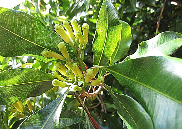 Was sind Nelkenbaumverwendungen: Nelkenbauminformationen und Wachstumstipps