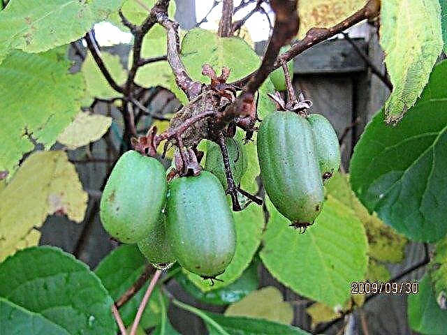 Rastliny Kiwi v zóne 6: Tipy na pestovanie kiwi v zóne 6