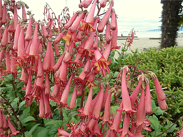 Propagácia Cape Fuchsia: Tipy na pestovanie rastlín rastlín Cape Fuchsia
