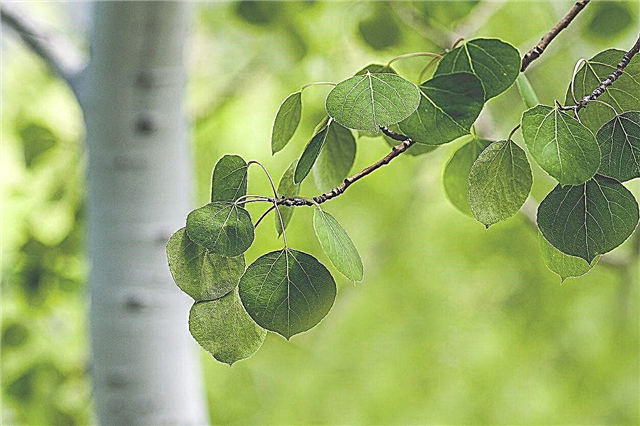Información del árbol de Aspen: Aprenda sobre los árboles de Aspen en paisajes