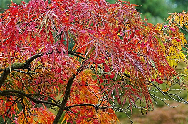 Cold Hardy Japanese Maples: Groeiende Japanse esdoorns in Zone 6-tuinen