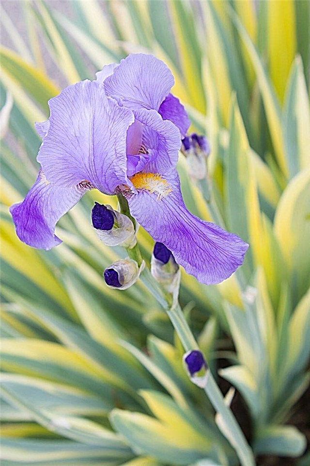 Sweet Iris Care: Cultiver une plante d'iris sucré panachée