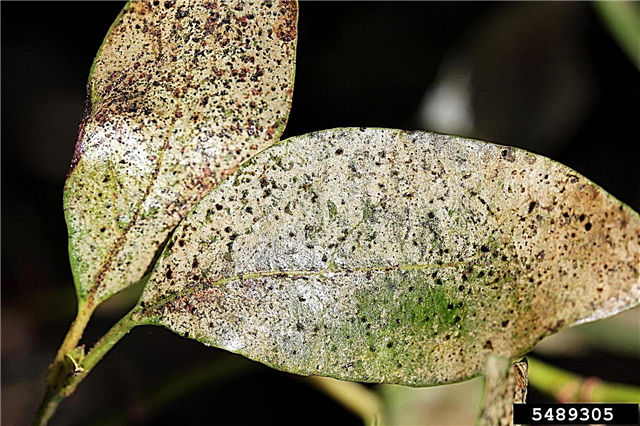 Gule blader på viburnums: grunner til at viburnumbladene blir gule
