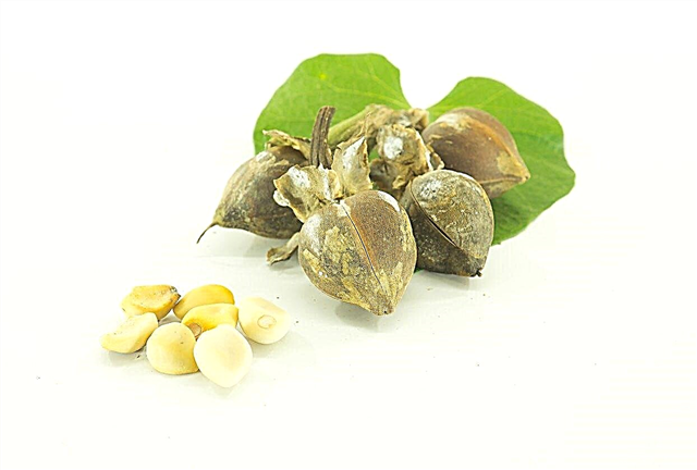 Colheita de sementes de girassol: Coletando vagens de sementes de girassol para cultivo