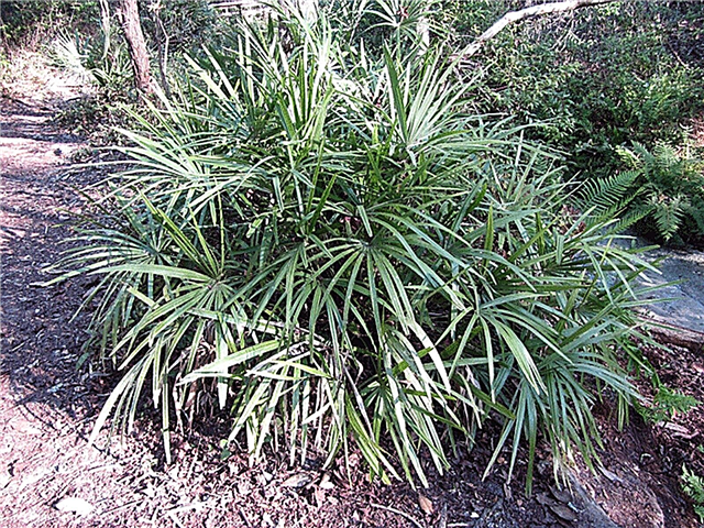 Hardy Palm Trees - Palmeras que crecen en climas de la Zona 6