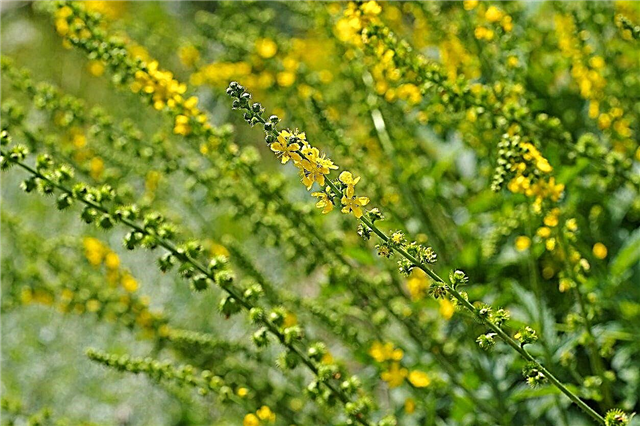 Informations sur les plantes d'aigremoine: Apprenez à cultiver des herbes d'aigroine