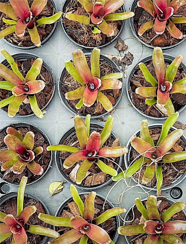 Zjistěte více o šíření rostlin epifytů