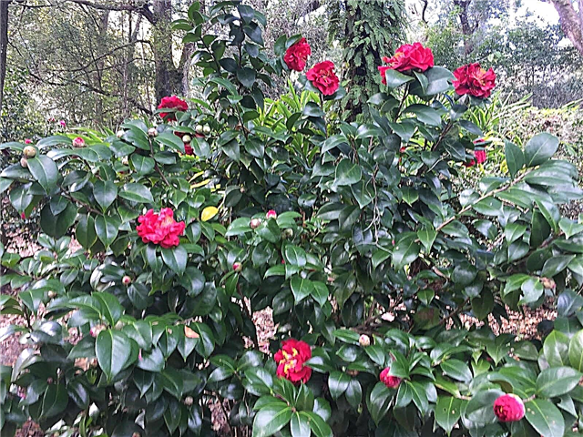 Tumbuhan Camellia Hardy: Camelia yang Tumbuh Di Taman Zon 6