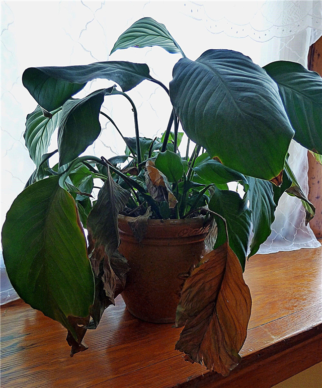 Hojas marrones en las plantas de interior: cuidado de las plantas de interior con hojas marrones
