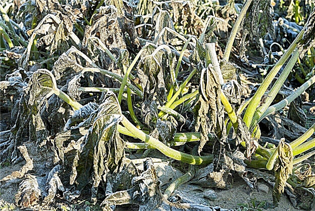 Zucchini-plantebeskyttelse: beskytte zucchini-planter mot frost og skadedyr