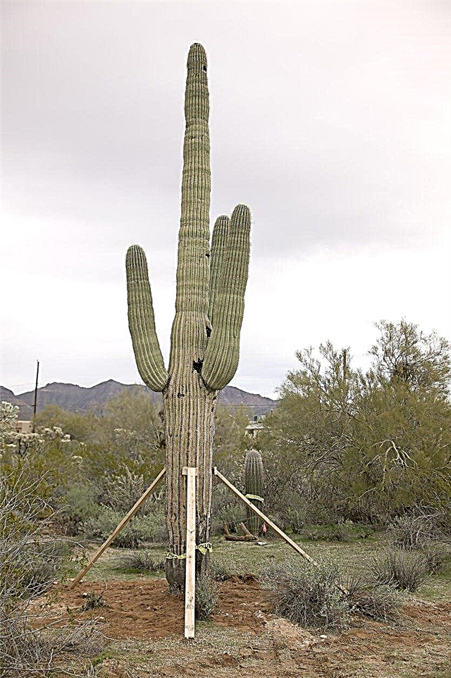 Eine Kaktuspflanze bewegen: Wie man einen Kaktus in den Garten verpflanzt