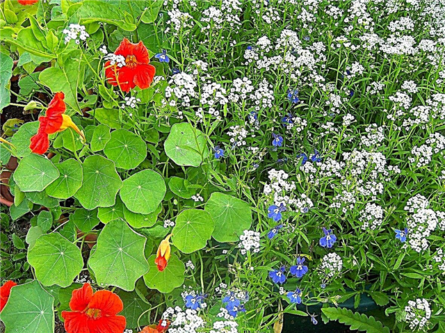زهور المنطقة 6: نصائح حول زراعة الزهور في حدائق المنطقة 6
