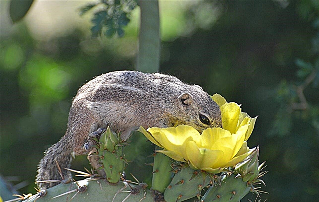 Kaktusväxtskydd - Hur man håller gnagare borta från kaktus