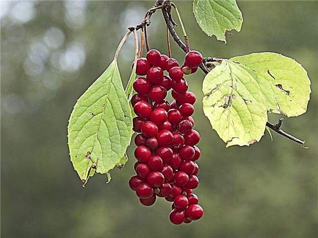 معلومات Schisandra - كيفية زراعة Schisandra Magnolia Vines