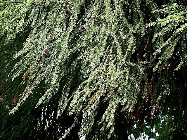 Pokok Evergreen Dingin - Pokok Evergreen Tumbuh Di Zon 6