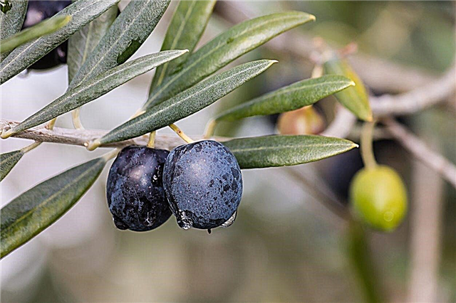 Types d'olives de la zone 6: quels sont les meilleurs oliviers pour la zone 6