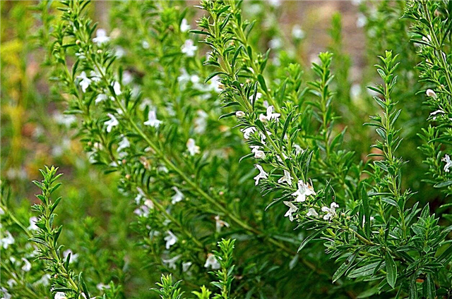 Cuidado Com Inverno Savory: Aprenda Como Cultivar Inverno Savory Herbs