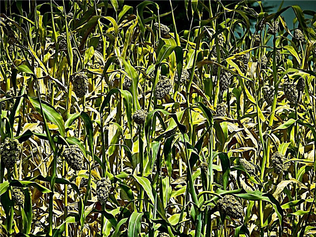 Sudangrass-Deckfrüchte: Anbau von Sorghum Sudangrass in Gärten
