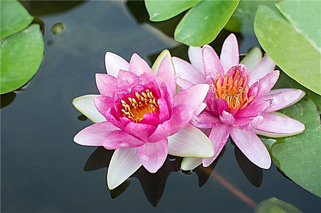 Lotus Bitki Bakımı - Lotus Bitki Yetiştirmeyi Öğrenin