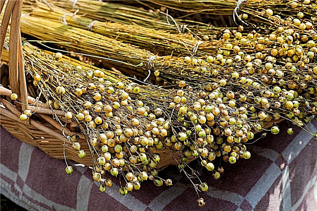 Flaxseed कटाई का समय: जानिए कैसे करें हार्वेस्ट Flaxseed in Gardens