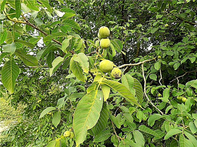 Vyöhykkeen 5 pähkinäpuut - Kovat pähkinäpuut, jotka kasvavat vyöhykkeellä 5