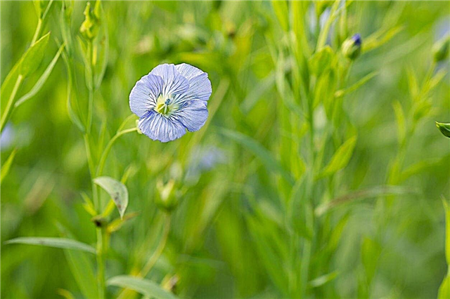 What Is Flaxseed - Tips Menumbuhkan Tanaman Flaxseed Anda Sendiri