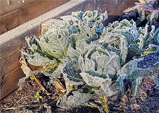 Planter des légumes d'hiver: en savoir plus sur le jardinage d'hiver dans la zone 6