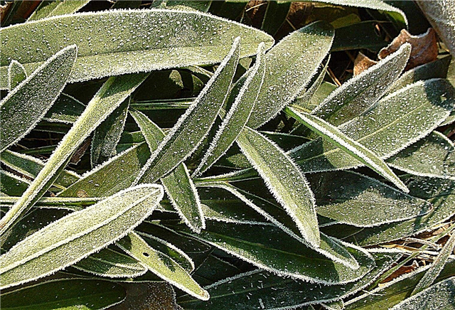 Coreopsis Overwintering: كيفية فصل الشتاء عن نبات Coreopsis